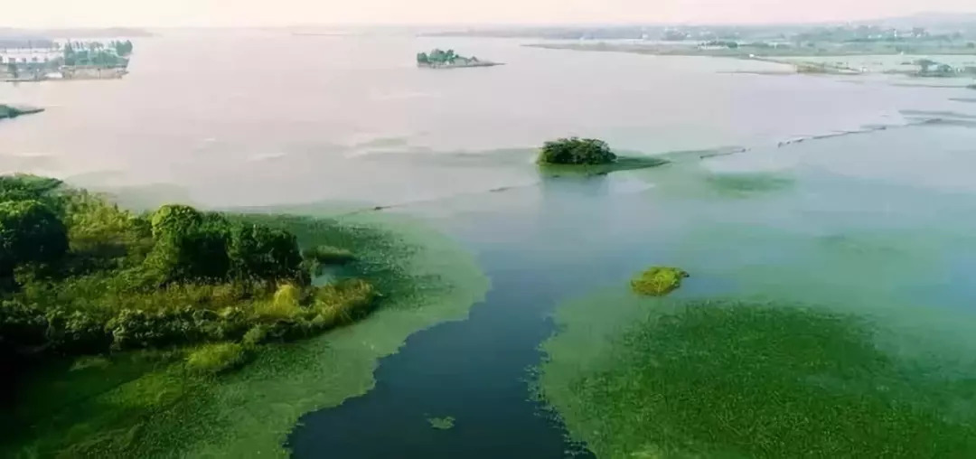 秦淮湿地公园最新动态揭秘，生态建设蓬勃发展之路