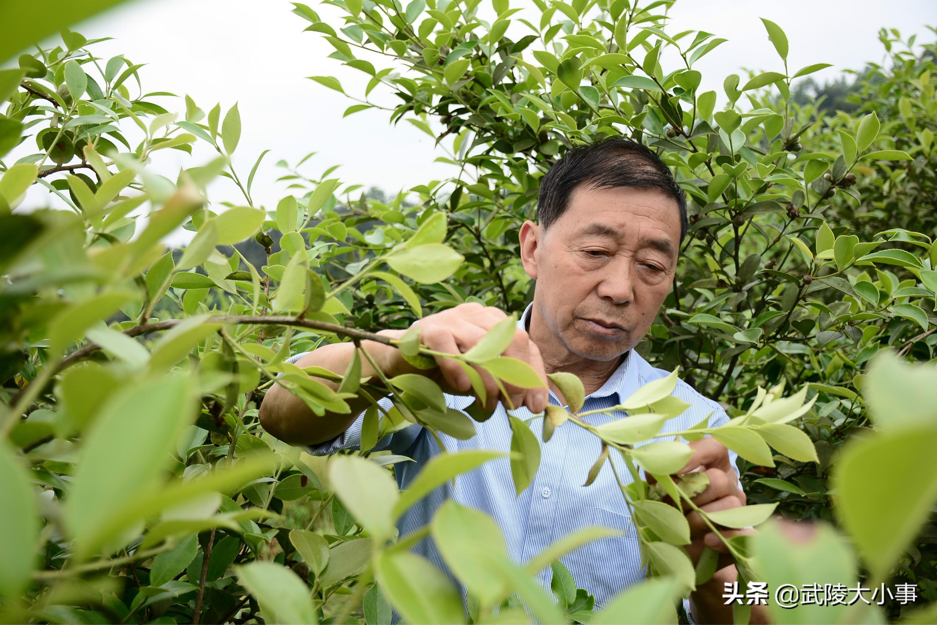 酉阳在线最新房屋出租信息概览