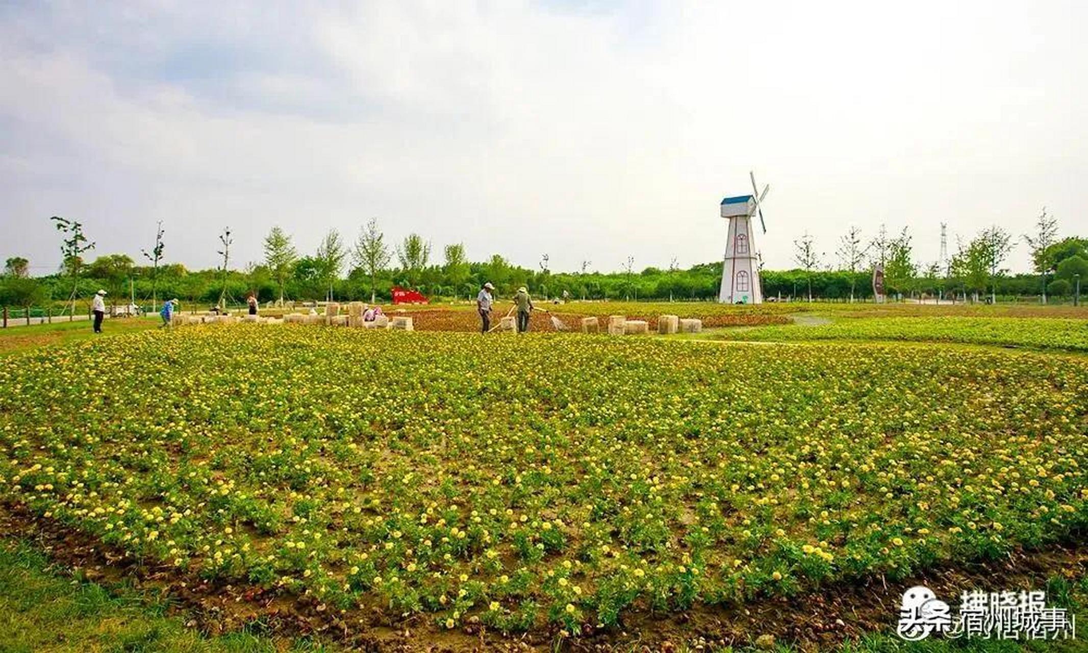 宿州植物公园最新动态，绿色生态建设再添璀璨明珠